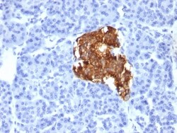 Insulin Antibody (IRDN/805), Novus Biologicals 0.2mg; Unlabeled:Antibodies,